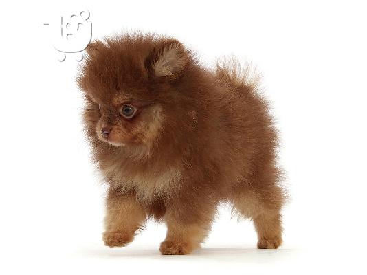 PoulaTo: Pomeranian - Πομερανιαν